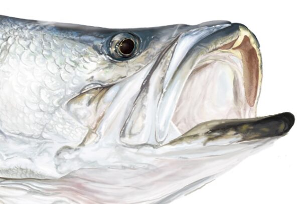 Barramundi Fish Sticker fish decal boat decal