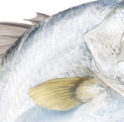 Barramundi Fish Sticker - Marine Graphics Ink