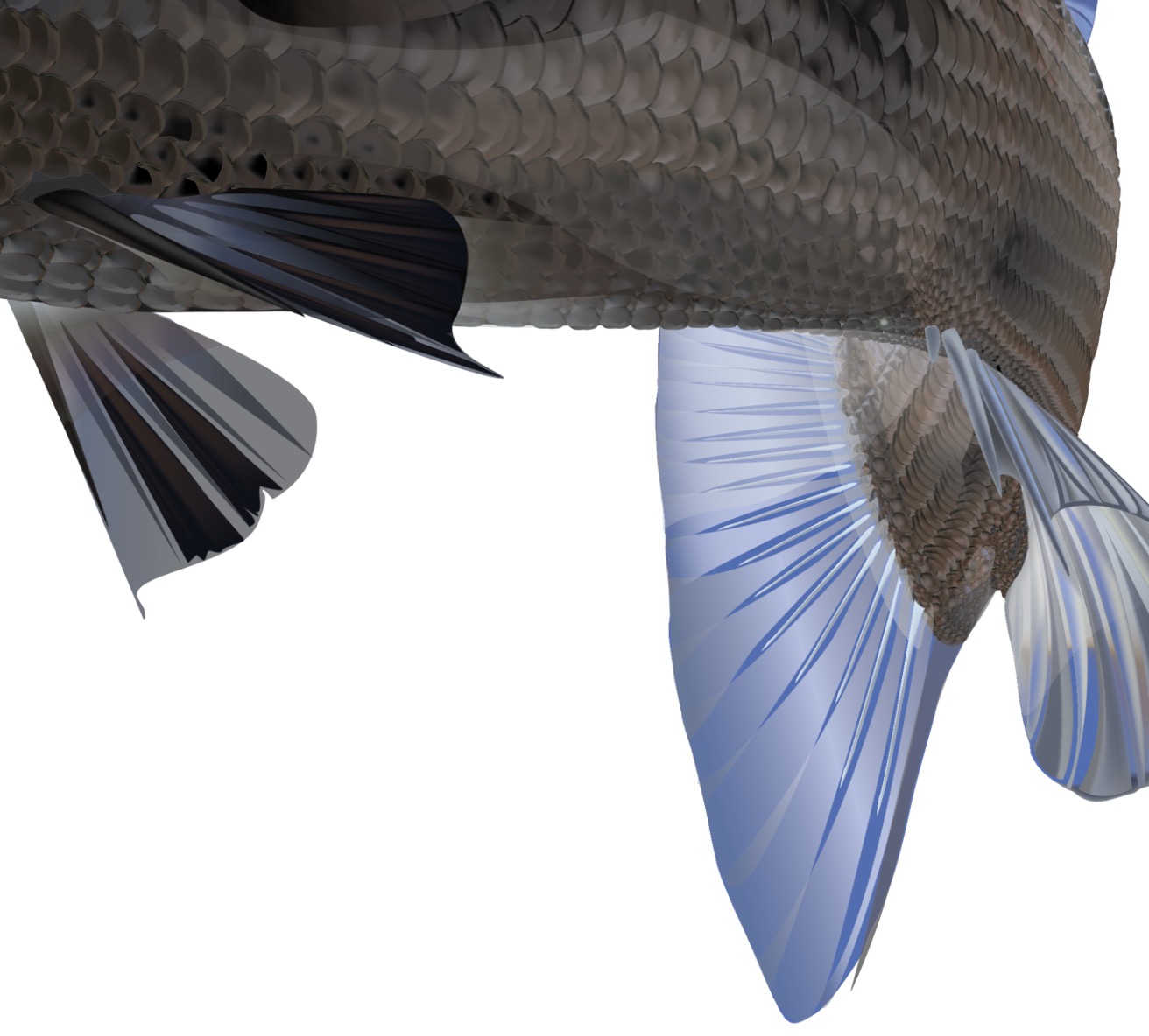 Barramundi Digital Fish sticker belly