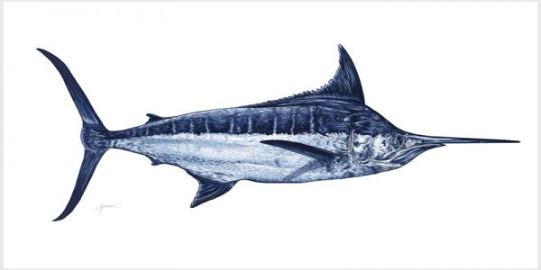 Blue Marlin fine art print by Nick Hannan