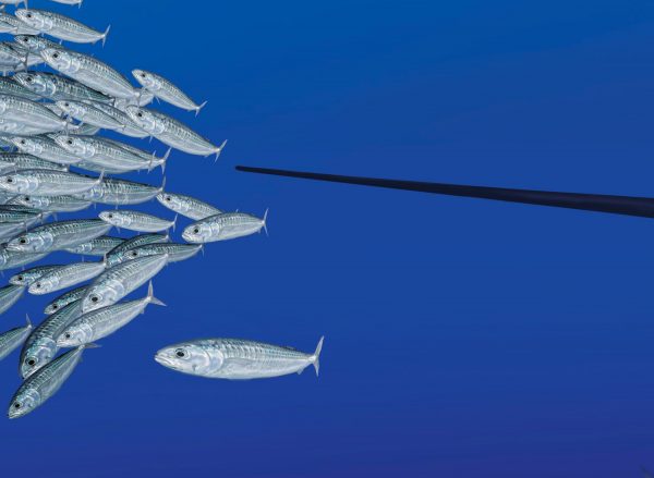 sailfish.-fine-art-print-by-Nick-Hannan