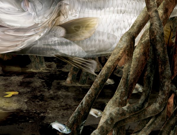 "Morning Glory" Barramundi fine art print - Image 3