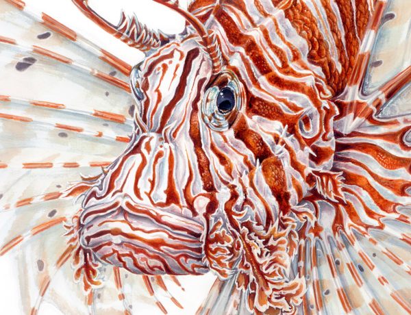 Lionfish-fine-art-print-by-Nick-Hannan