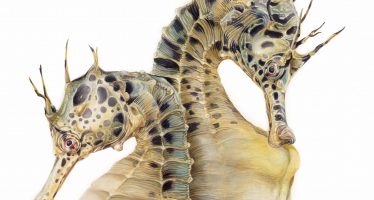 Hippocampus abdominalis – Potbelly Seahorse _ fine art print - by Nick Hannan