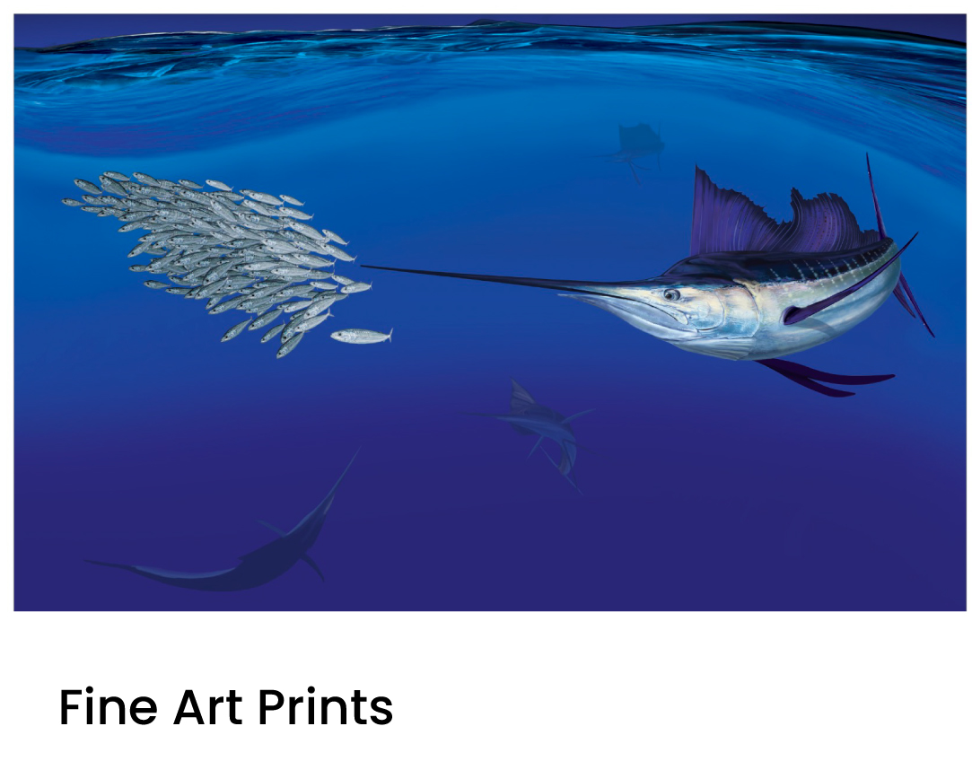 sailfish fine art prints