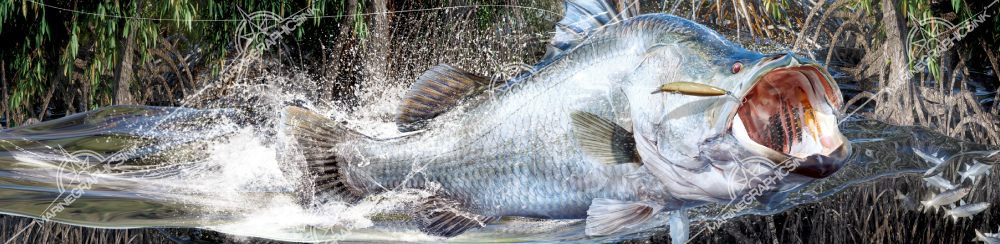 barramundi tail-walk'n